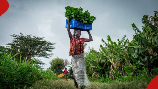 Food Prices Continue to Bite as Nigerians Grapple with Insecurity and Rising Costs