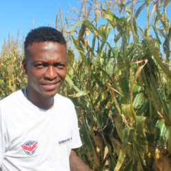 WHITE BEANS GIVE RISE TO ABUNDANT HARVEST