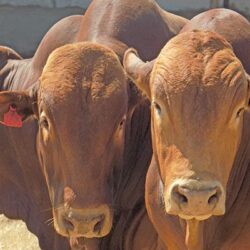 Raise weaning weights through good nutrition and fertility