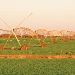 Optimal irrigation for perfect blueberries