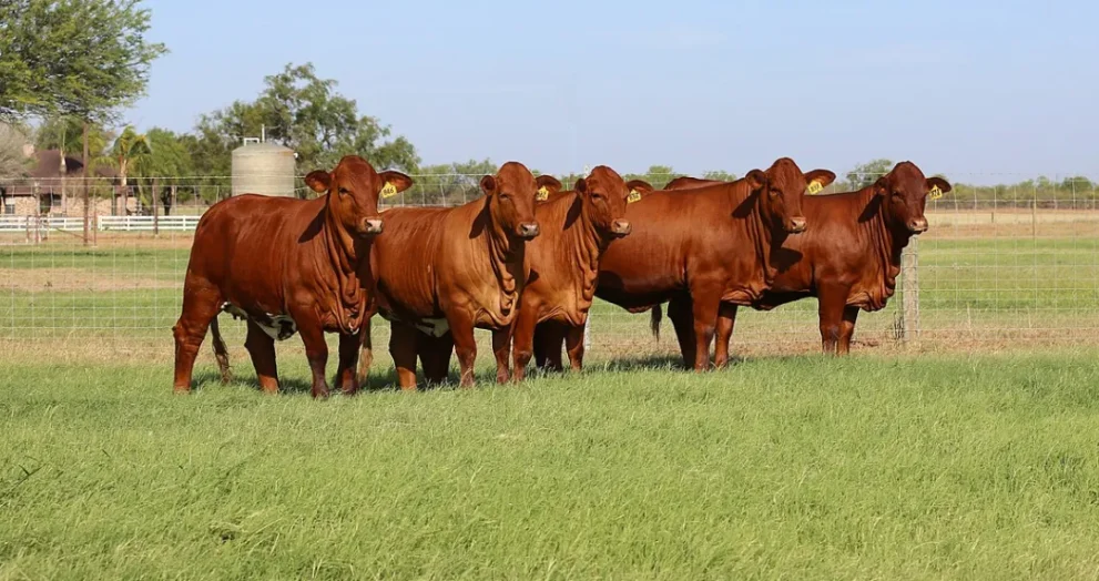 Livestock auctions can be a game-changer for new farmers. Learn from expert Ndumiso Gule on how to prepare legally and financially, and maintain animal health.