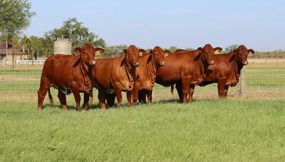 Livestock auctions can be a game-changer for new farmers. Learn from expert Ndumiso Gule on how to prepare legally and financially, and maintain animal health.