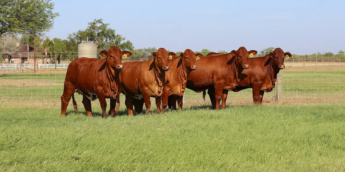 Livestock auctions can be a game-changer for new farmers. Learn from expert Ndumiso Gule on how to prepare legally and financially, and maintain animal health.