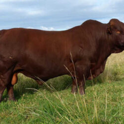 How Angus cattle add value to a fruit farm