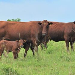 The dairy where small changes have made a big difference