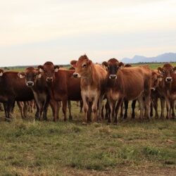 Beef production: achieving a top herd through careful veld management