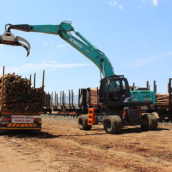 Slow but steady as forestry takes root in E Cape