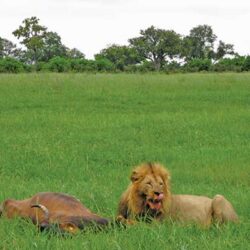 Raise weaning weights through good nutrition and fertility