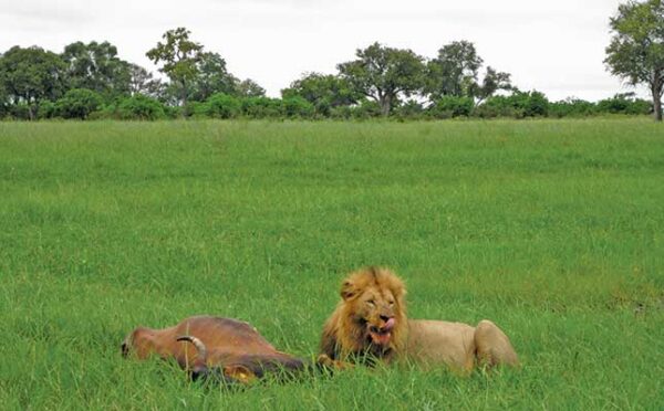 Kenya’s Wildlife Farming Poses Cruelty, Health and Reputational Risks, Report Says