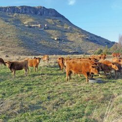 How to optimise beef cattle production