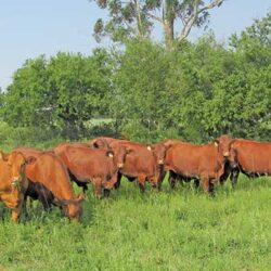 The cattle most at risk from lion attacks