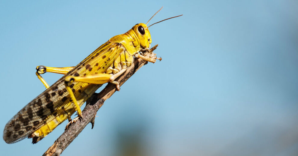 desert locust