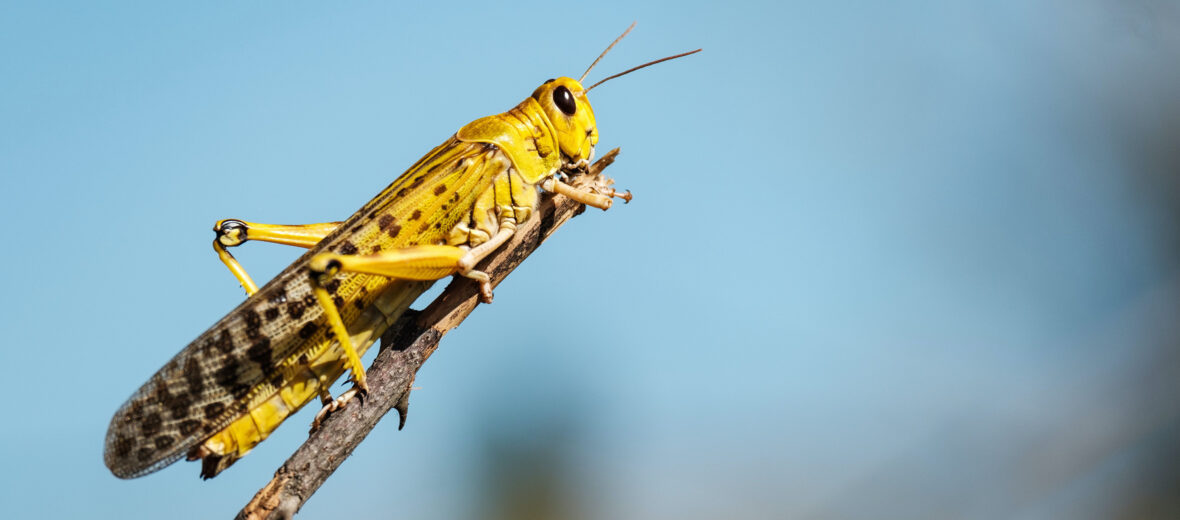 desert locust