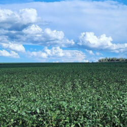 DRIER WEATHER FORECASTS MAKE COTTON ATTRACTIVE