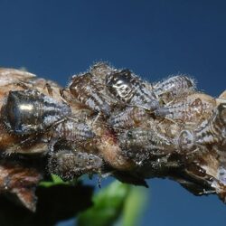 African smallholder farmers benefit from reduced crop losses and higher incomes from a novel pest alert service