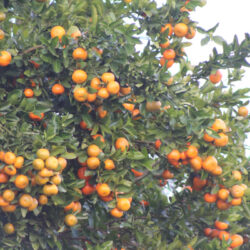 KWAZULU-NATAL RURAL WOMEN FIGHT POVERTY THROUGH HYDROPONICS