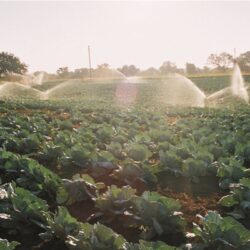 EQUITABLE ACCESS TO IRRIGATION WATER IN THE PIPELINE FOR NORTHERN ZULULAND