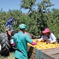 Urban mushroom farming in South Africa is a space saving, eco-friendly revolution