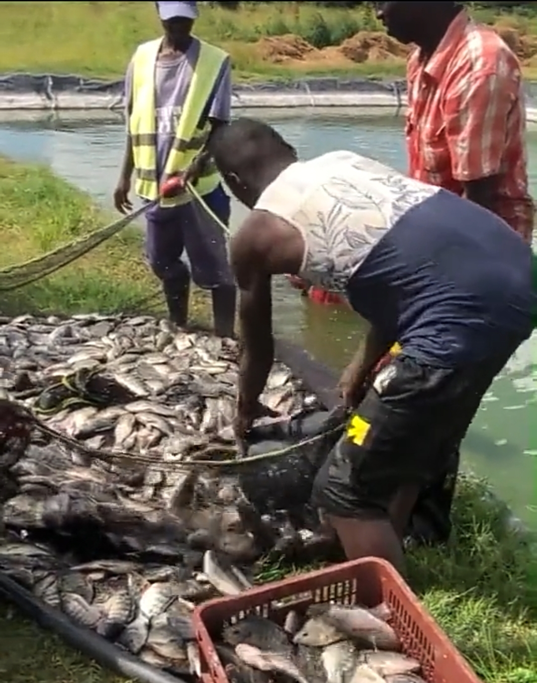 The farm can gift promising youth fingerlings to start their own operations