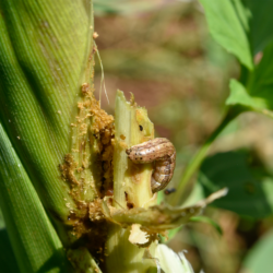 Cypress aphid: A new threat to Africa’s forests