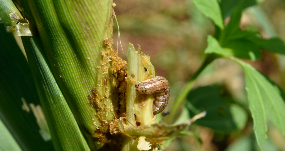 armyworm