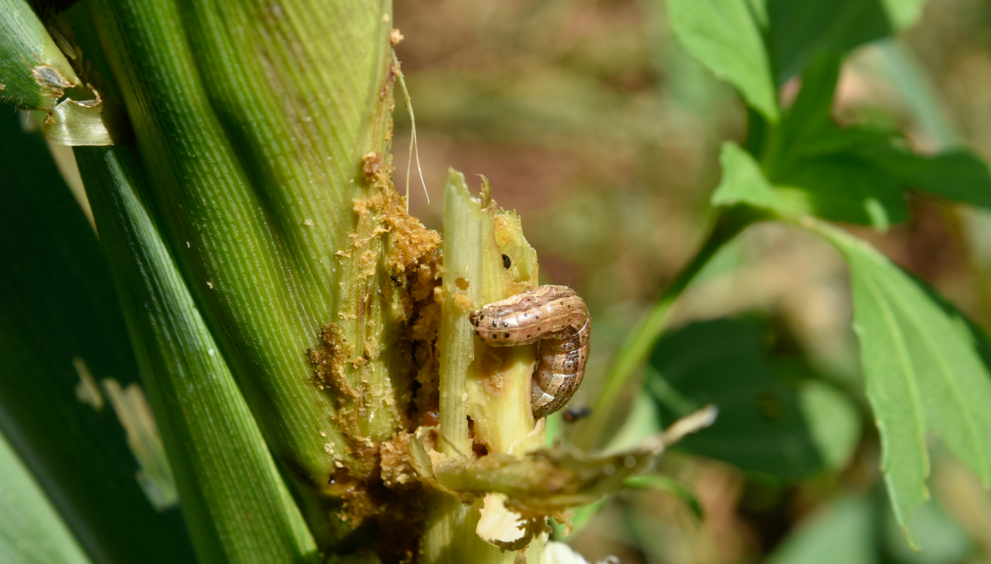 armyworm