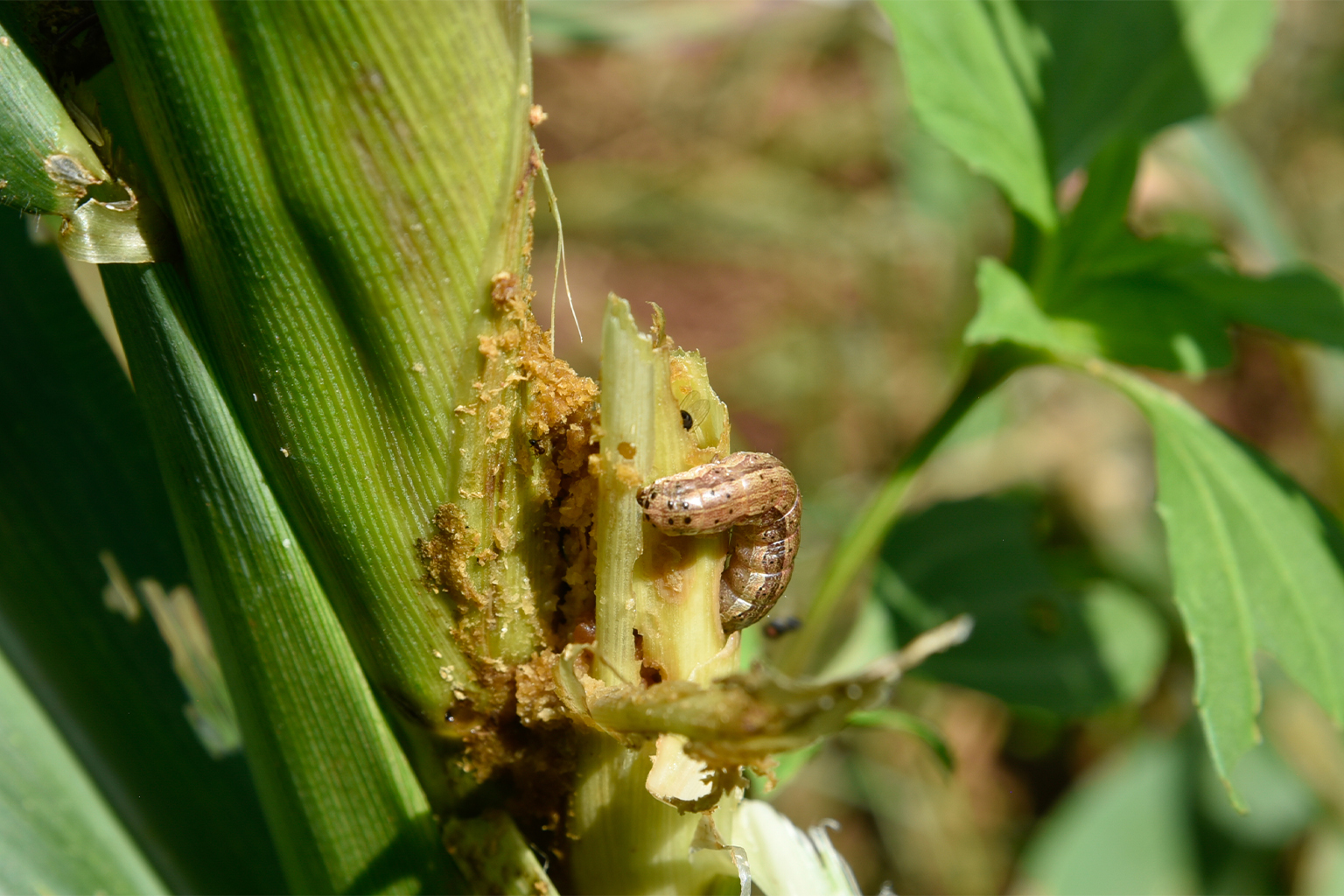 armyworm