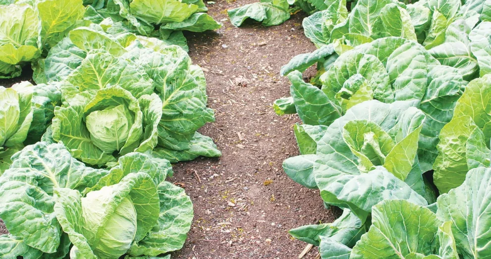 harvest cabbages