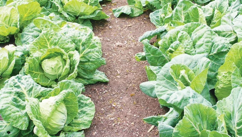 harvest cabbages