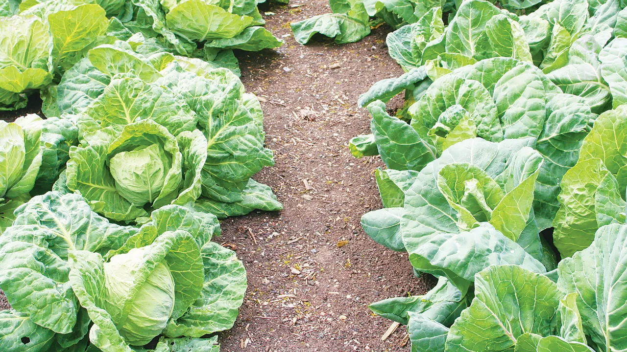 harvest cabbages