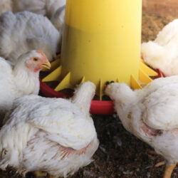 Bird Flu Monitoring Initiative Launched for Smallholder Poultry Farmers in Nigeria