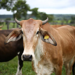 Young Innovators Drive Sustainable Agriculture in Southern Africa