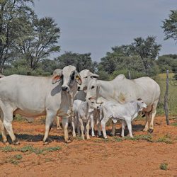 South Africa Imports White Maize for First Time in Years, Signalling Drought’s Impact