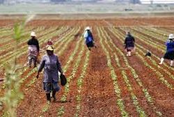 Africa Turns to its Own Soil as US Aid Withers