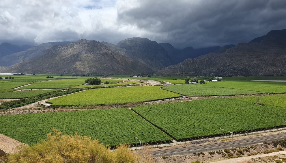 South African Agriculture