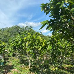 Belarus Extends Hand to Ghana: A New Dawn for Agricultural Mechanisation?