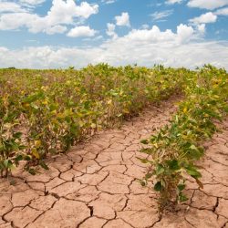 Africa Charts Its Own Course: From Cocoa Fields to Capital, A Continent’s Quest for Self-Reliance