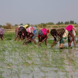 Lesotho and Botswana Forge Ahead with Landmark Water Deal