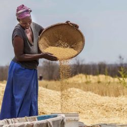 Digital Dawn for Zimbabwe’s Farmers: FAO Ushers in a New Era with Tech Push