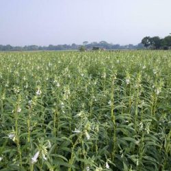 Eswatini Turns to Protected Farming to Combat Climate Threats