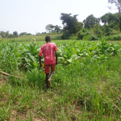From Scarcity to Surplus: Zimbabwe’s Maize Import Ban and the Climate Conundrum