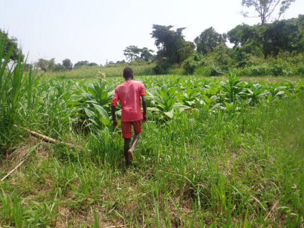 African Agriculture Reckons With a $92 Million Child Labor Problem