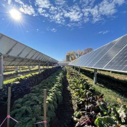 South Africa’s Canola Boom Reshapes Agricultural Landscape