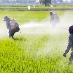 Nampula Seeks Libyan Investment to Become Mozambique’s Rice Hub