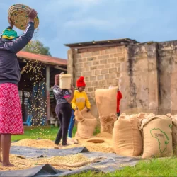 How Kenyan Coffee Farmers Are Adapting to Climate Change and Boosting Yields