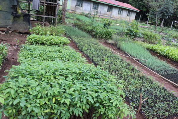 Kenya’s Tree-Farming Scheme Balances Reforestation and Livelihoods