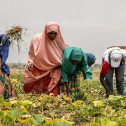 Kenya’s Tree-Farming Scheme Balances Reforestation and Livelihoods