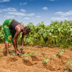 Youth and Women Lead Africa’s Agricultural Transformation