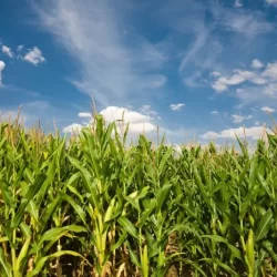 From Scarcity to Surplus: Zimbabwe’s Maize Import Ban and the Climate Conundrum