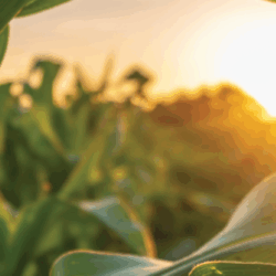 Unlocking Africa’s Farm Potential: A Digital Pivot to Climate Resilience